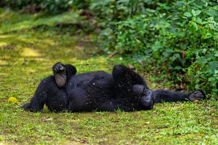 A Conversation with Uganda's Gorilla Doctor