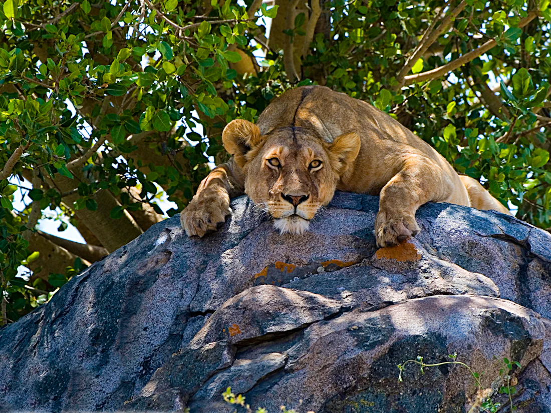 Grumeti Hills, Western Serengeti