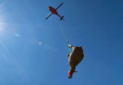 World Rhino Day Rescue