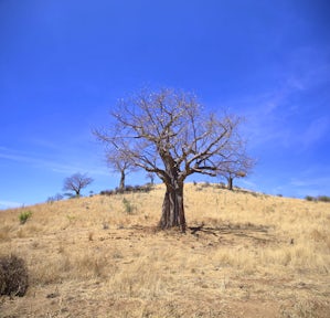 Ruaha National Park
