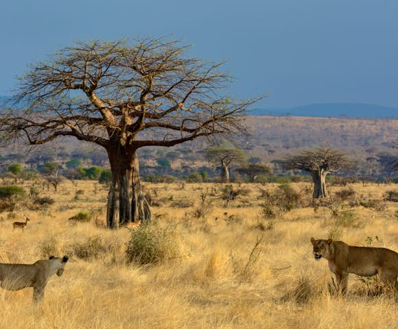 Safaris in Tanzania