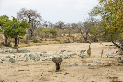 Ruaha National Park