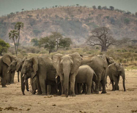 Wildlife in Tanzania