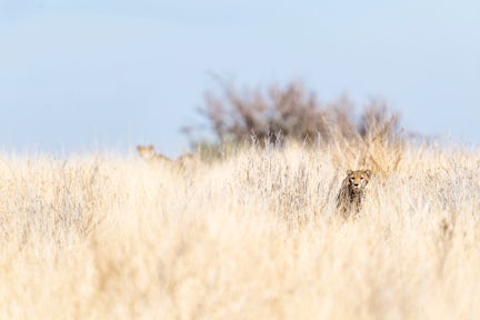 Ruaha National Park