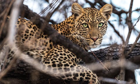 Wildlife in Tanzania
