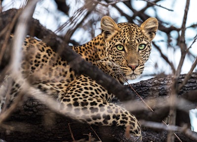 Ruaha National Park