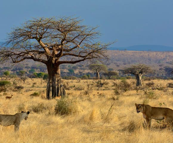 Kenya Safaris 2023/2024