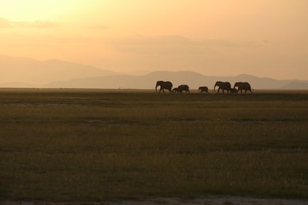 Masai Mara