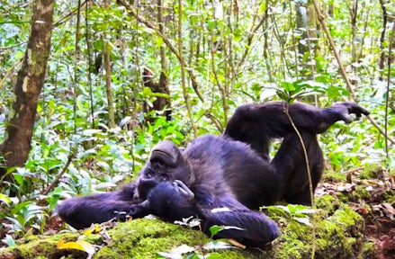 Gorillas in our Midst