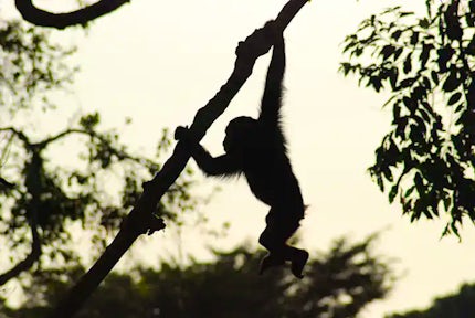 Gorillas in our Midst