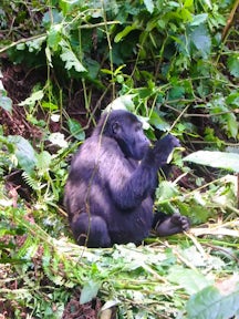 Gorillas in our Midst