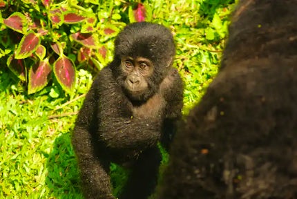 Gorillas in our Midst