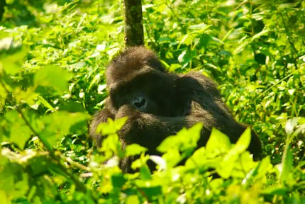 Gorillas in our Midst