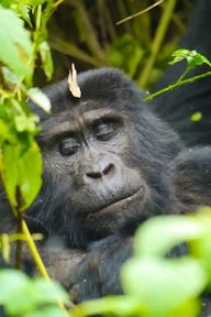 Gorillas in our Midst