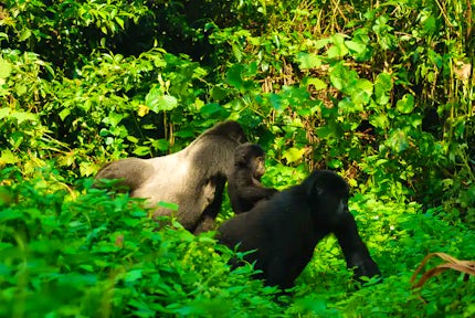 Gorillas in our Midst