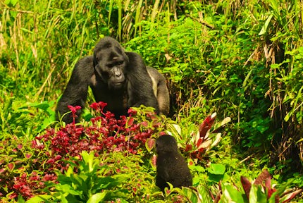 Gorillas in our Midst