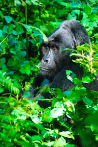 Gorillas in our Midst