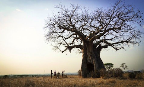 Kigelia Ruaha Camp