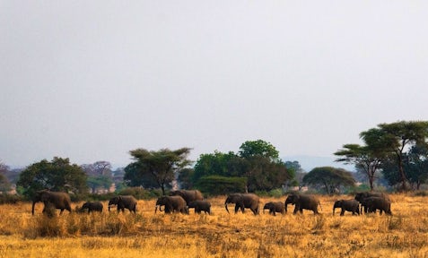 Kigelia Ruaha Camp