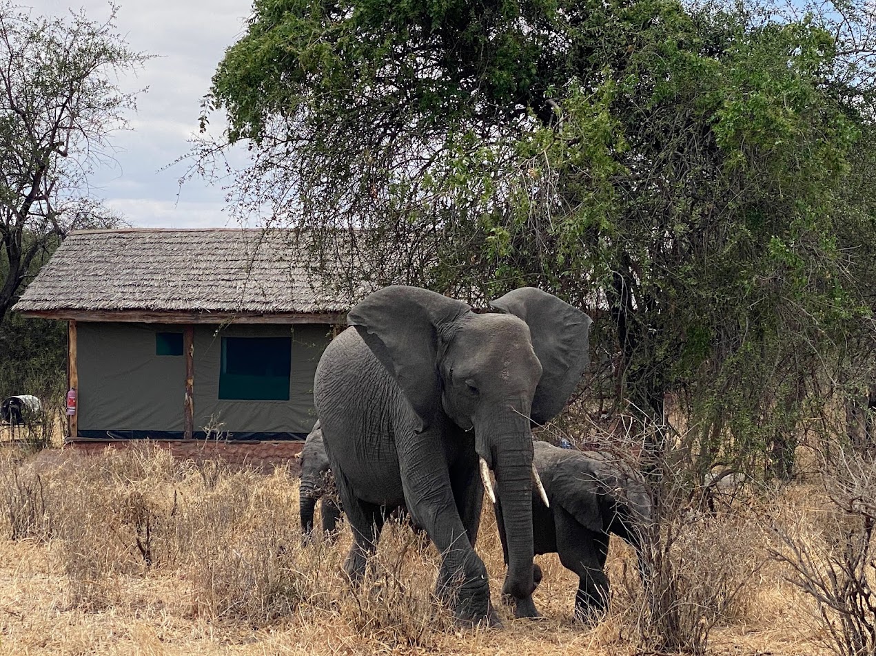 Kirurumu Tarangire Lodge