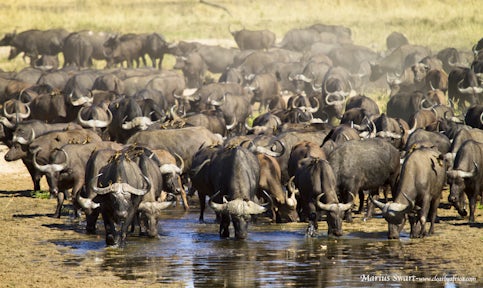 Ruaha National Park