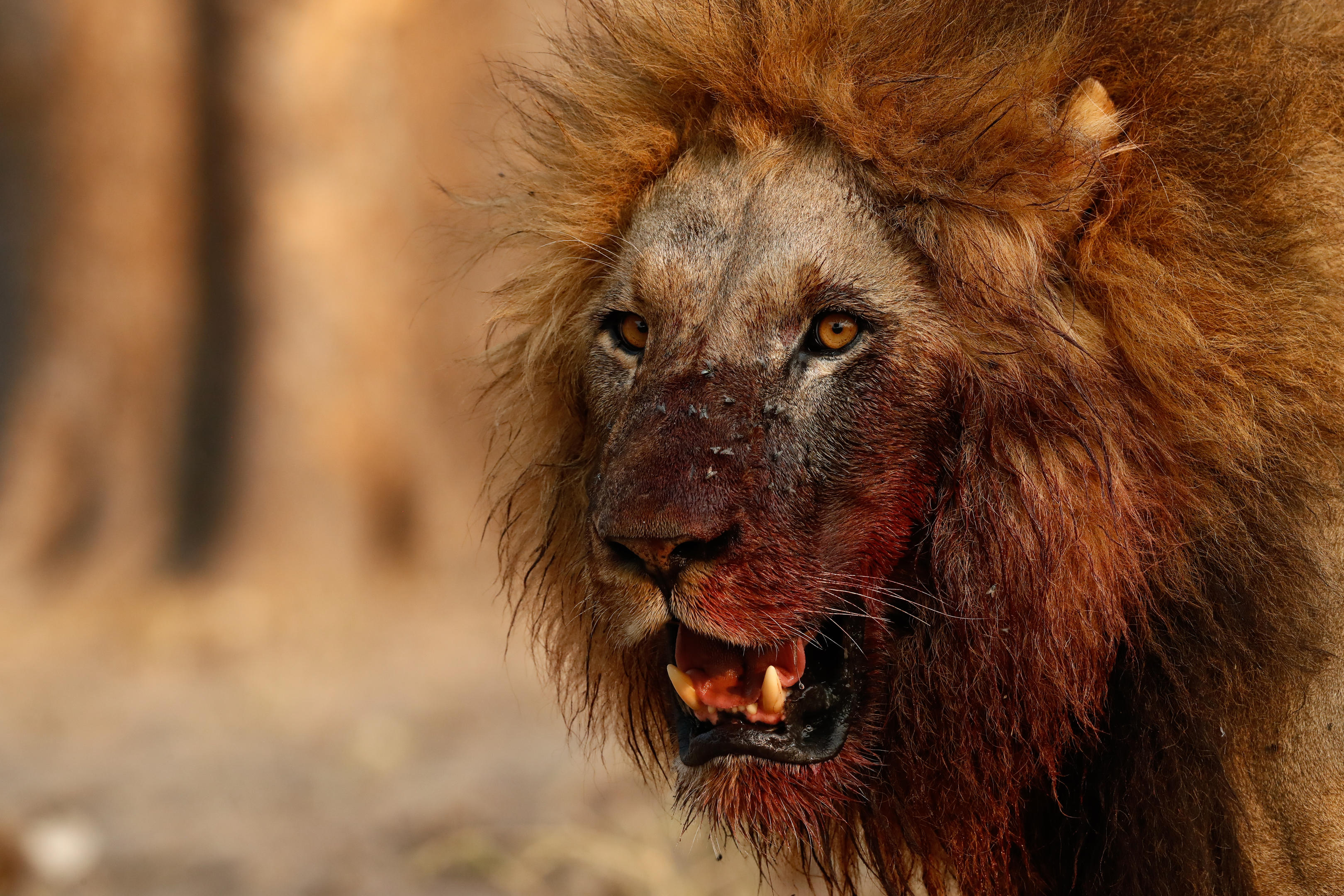 Wild Botswana: Luxury Kwando Safari