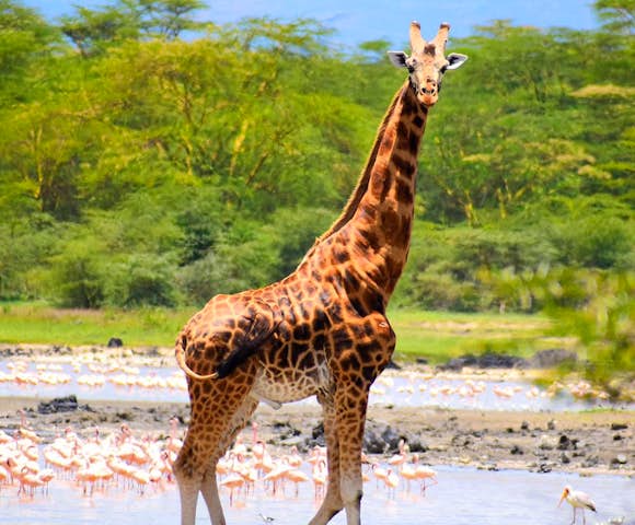 Lake Elmenteita Serena Camp