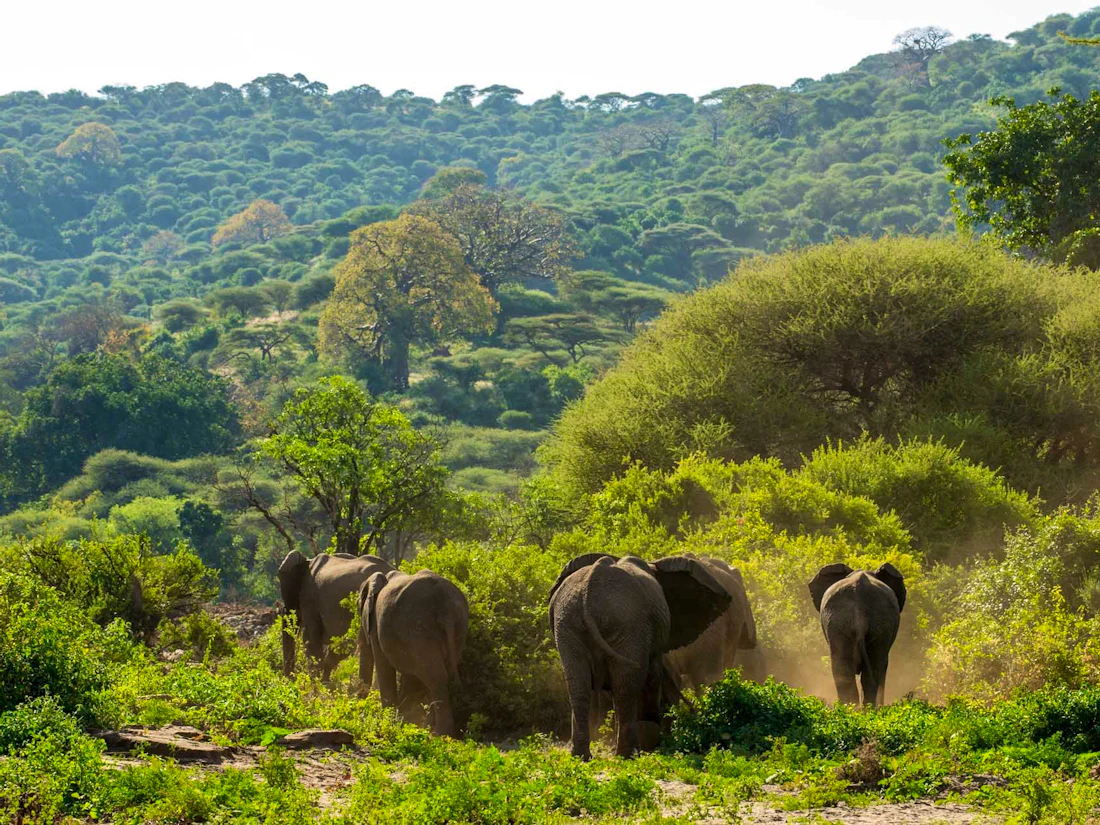 Lake Manyara Serena Safari Lodge, Lake Manyara