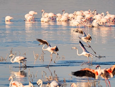 Lake Nakuru National Park