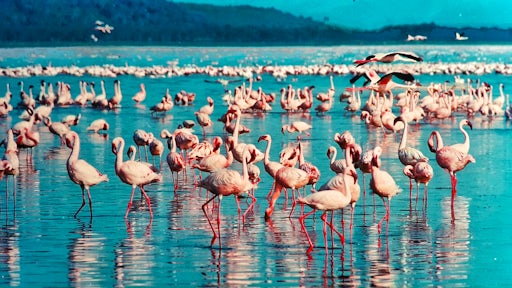 Lake Naivasha
