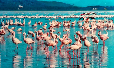 Lakes of Kenya