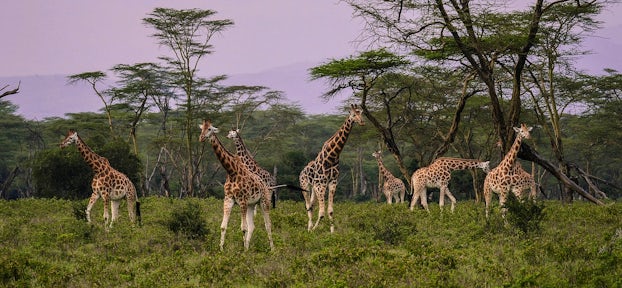 Lake Nakuru National Park