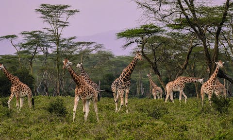 Lake Nakuru National Park