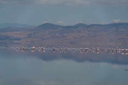 Safari at Lake Natron
