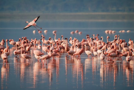 Safari at Lake Natron