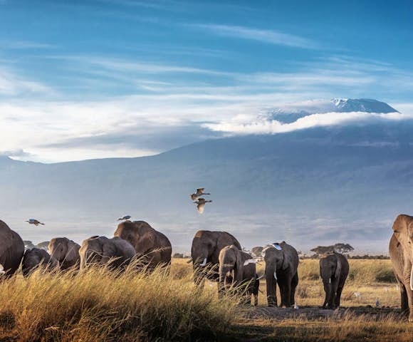 Safaris in Tanzania