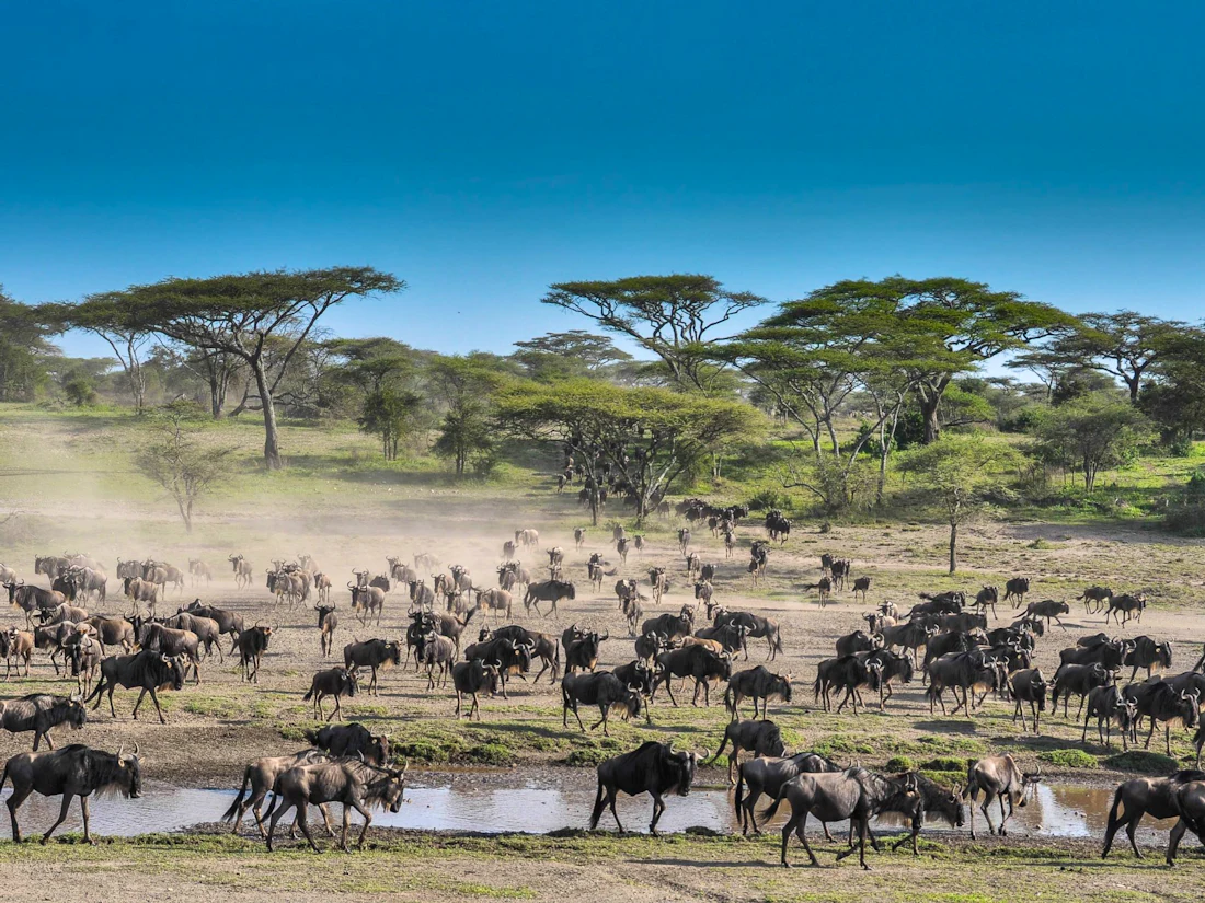 Lemala Ndutu, Southern Serengeti