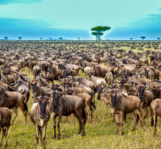Migration herds near Lemala Ndutu in the southern Serengeti