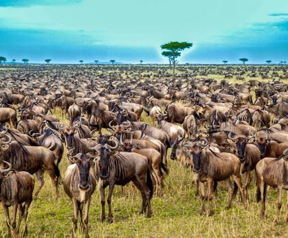 Kenya Safaris 2023/2024