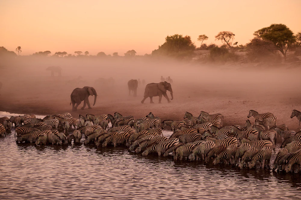 Wildlife gathering on the open Makgadikgadi landscape in Botswana