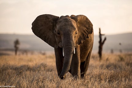 Lewa Wildlife Conservancy in Kenya