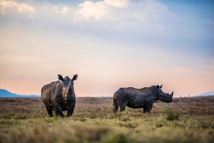 Black rhinos in Lewa Wildlife Conservancy, Kenya