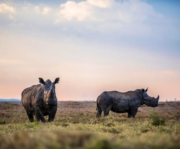 Black rhinos in Lewa Wildlife Conservancy, Kenya