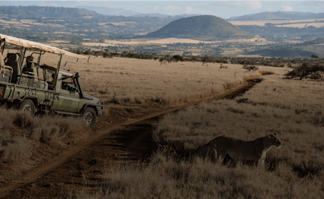 Lewa Wildlife Conservancy in Kenya