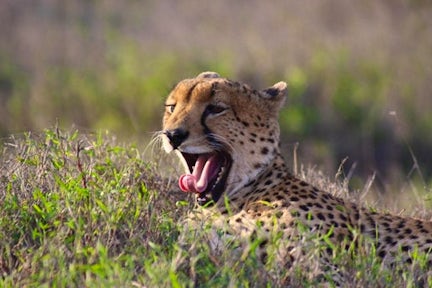 Loisaba Conservancy