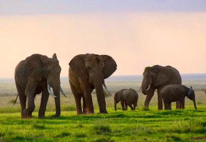 Loisaba Conservancy, Kenya