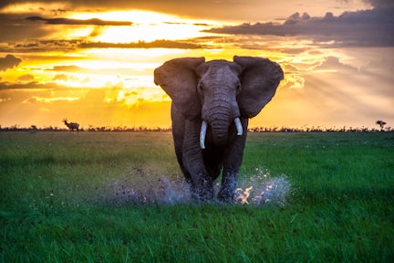 Maasai Mara Elephants and Sunset Kenya