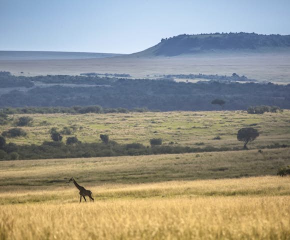 Giraffe in the Maasai Mara, Kenya