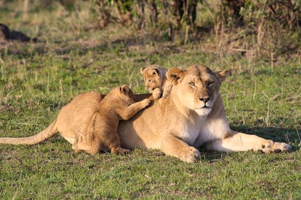 Wildlife in Kenya
