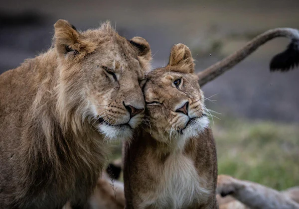 Two lions resting together in the Olare Motorogi Conservancy, Kenya
